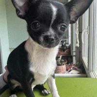 Chiots chihuahua mâles & femelles lof et non lof #9