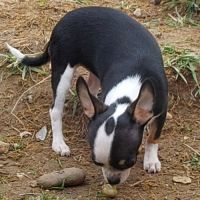 Chiots chihuahua mâles & femelles lof et non lof #10