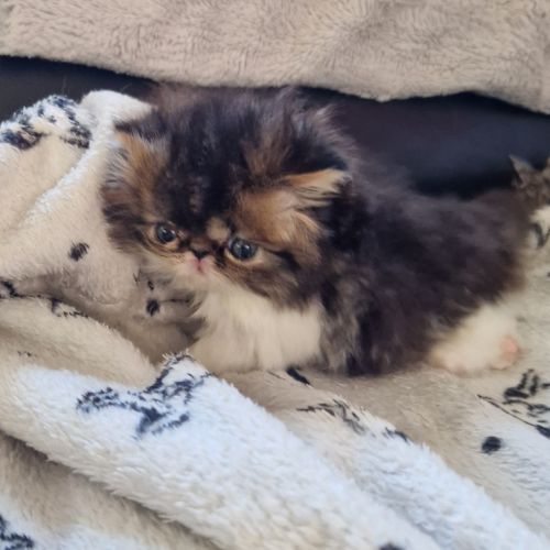 Chaton persan loof #1