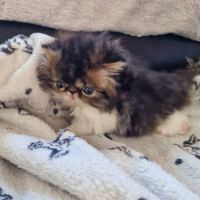 Chaton persan loof #1