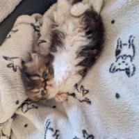 Chaton persan loof #2