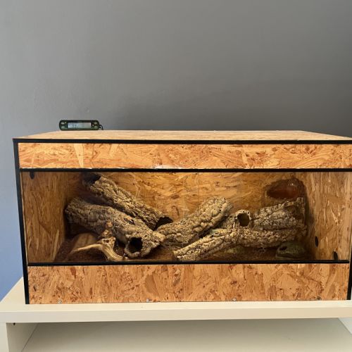 Couple de geckos léopard reproducteur #1