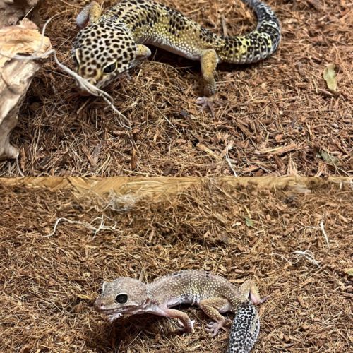 Couple de geckos léopard reproducteur #0