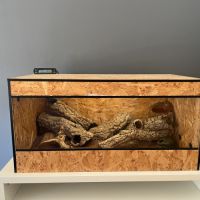 Couple de geckos léopard reproducteur #1