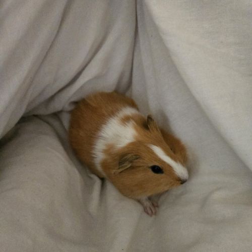 Cochon d'inde mâles #2