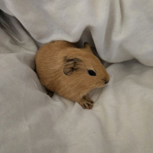 Cochon d'inde mâles #3