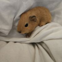 Cochon d'inde mâles