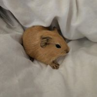 Cochon d'inde mâles #3