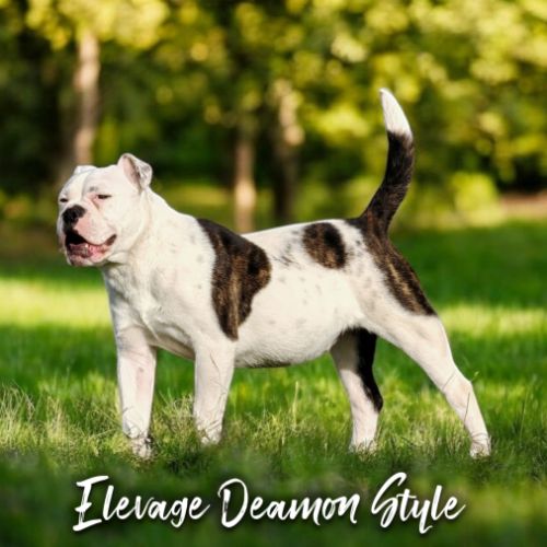 Bulldog continental lof / 4x cb #1