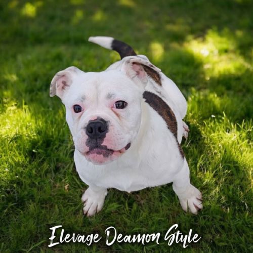 Bulldog continental lof / 4x cb #2