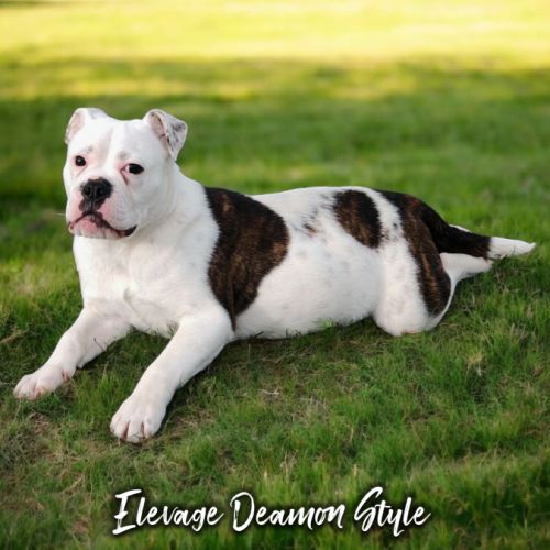 Bulldog continental lof / 4x cb #3