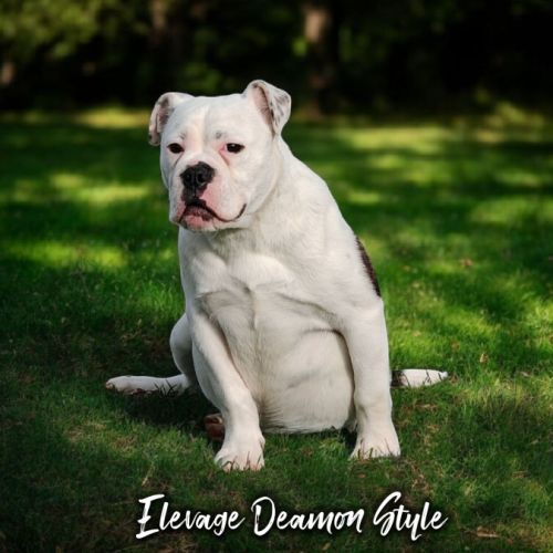 Bulldog continental lof / 4x cb #0