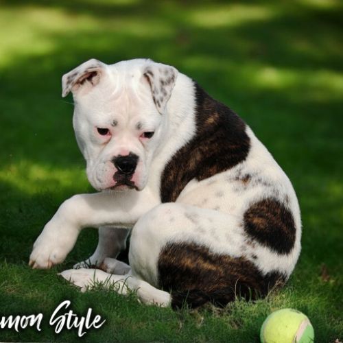 Bulldog continental lof / 4x cb