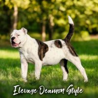 Bulldog continental lof / 4x cb #1