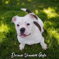 Bulldog continental lof / 4x cb #2