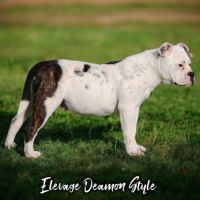 Bulldog continental lof / 4x cb #4