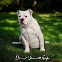 Bulldog continental lof / 4x cb #0