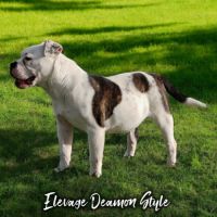 Bulldog continental lof / 4x cb #6