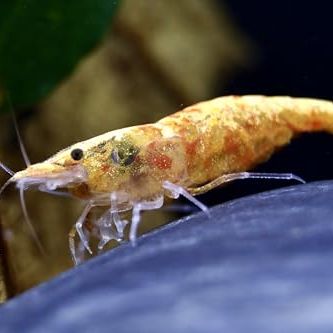 Crevettes koi sumburst