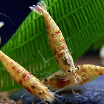 Crevettes koi sumburst #2