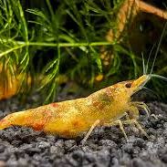 Crevettes koi sumburst #3