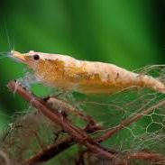 Crevettes koi sumburst #4