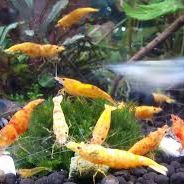 Crevettes koi sumburst #5