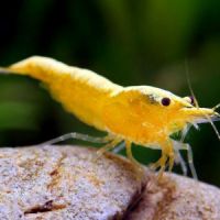 Crevettes yellow néon fire #0