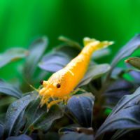 Crevettes yellow néon fire #2