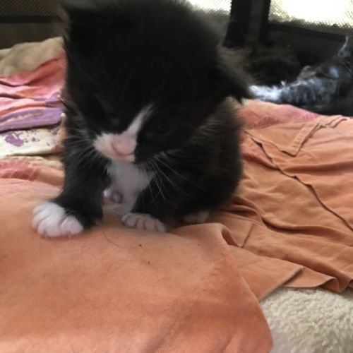 Chatons maine coon #3