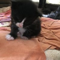 Chatons maine coon #3