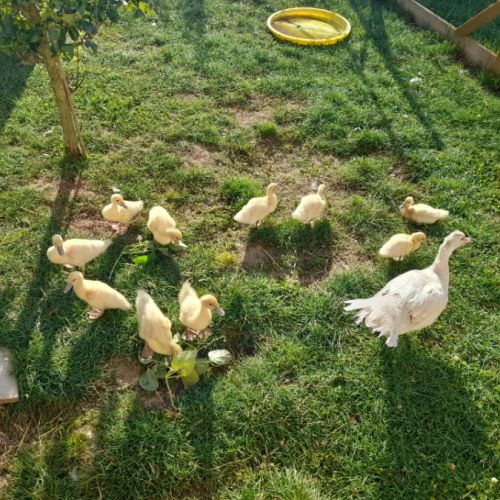 Canetons de barbarie bruns ou blancs #1