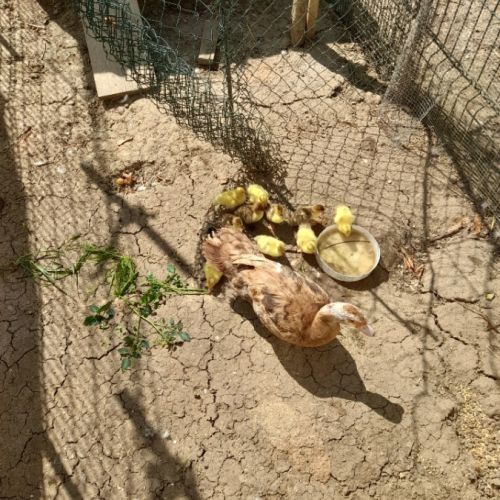 Canetons de barbarie bruns ou blancs #4