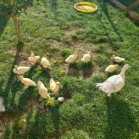 Canetons de barbarie bruns ou blancs #1