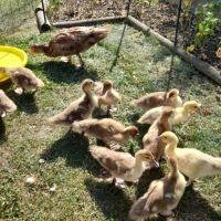 Canetons de barbarie bruns ou blancs #2