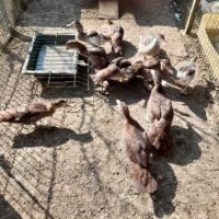 Canetons de barbarie bruns ou blancs #0