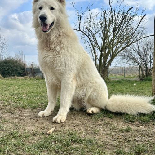Chiots de race berger blanc suisse lof poils longs #1