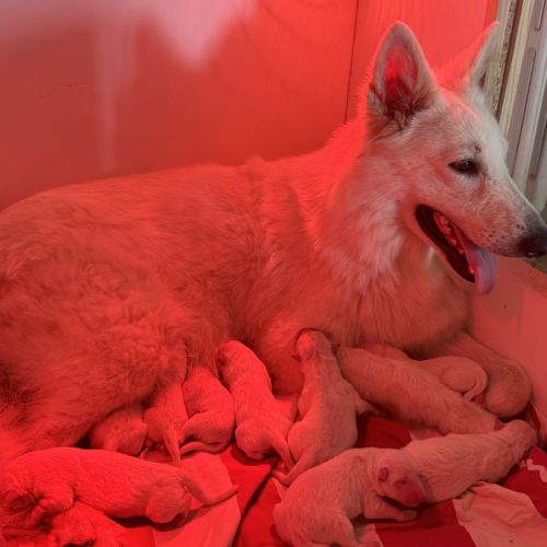 Chiots de race berger blanc suisse lof poils longs #2