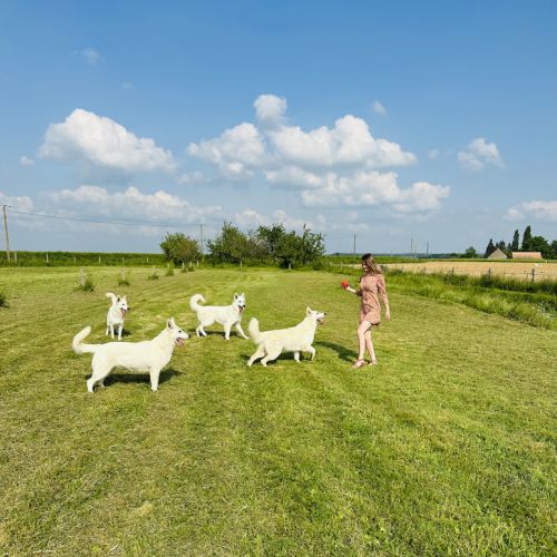 Chiots de race berger blanc suisse lof poils longs #0