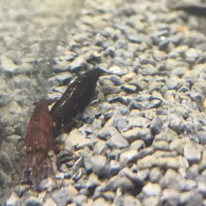 Crevettes sakura chocolat #2