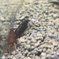 Crevettes sakura chocolat #2