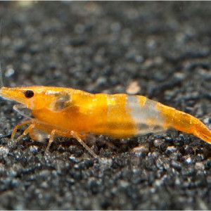 Crevettes rili orange