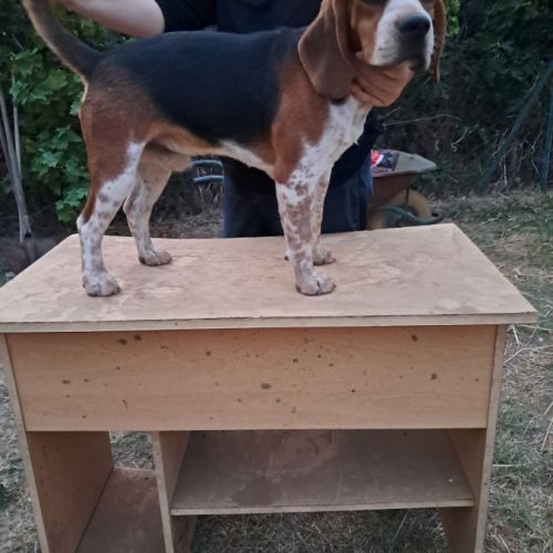 Chien beagle poil court #0