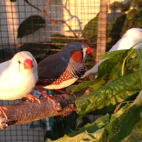 Diamant mandarin 2025 #1