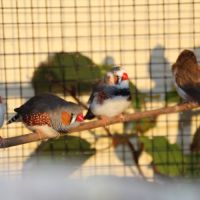 Diamant mandarin 2025 #2