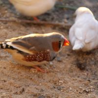 Diamant mandarin 2025