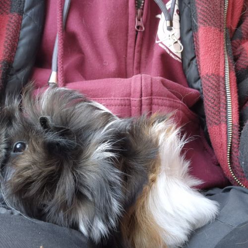 Bébés cochon d'inde