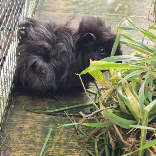 Bébés cochon d'inde (2 frères) #3