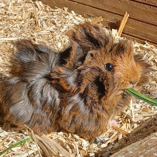 Bébés cochons d'inde mâle