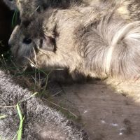 Bébés cochon d'inde #2